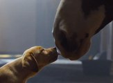 Super Bowl Commercial 2014 – Budweiser “Puppy Love”