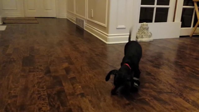 Dog Tries Out His New Shoes
