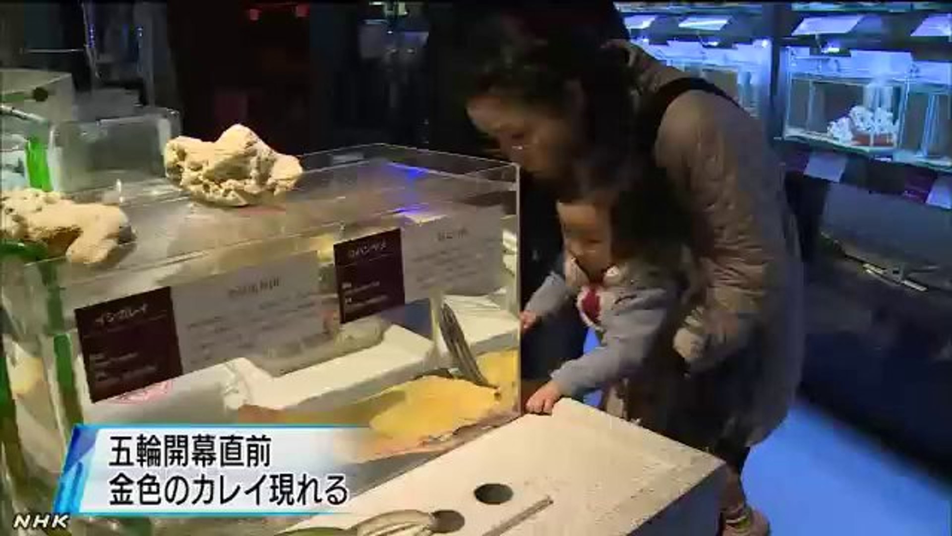 20140129「金メダル色」のカレイ 三重の水族館で