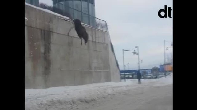 Un élan saute de 8 mètres de haut