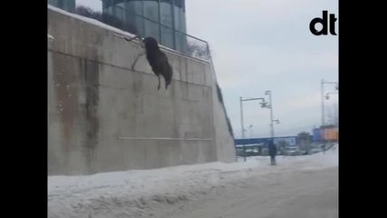 Un élan saute de 8 mètres de haut