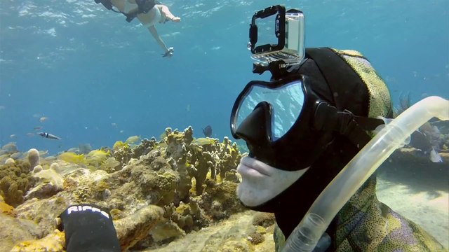 Un vol aquatique avec des requins-tigres