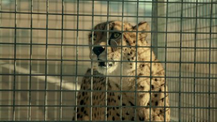 Le Hyundai Veloster Turbo met un guépard au défi