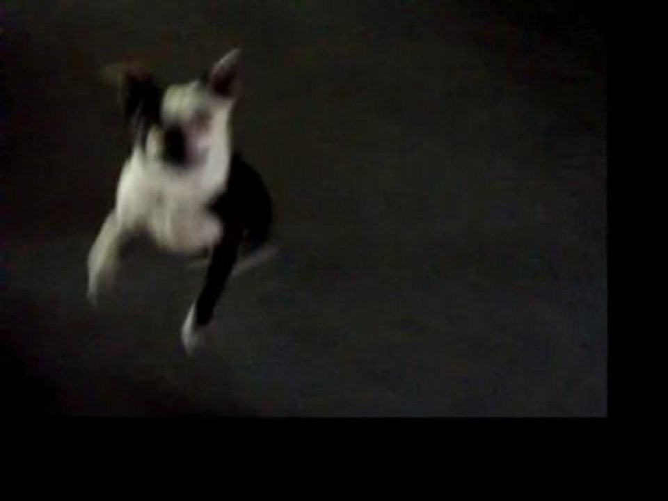 Boston Terrier Barking