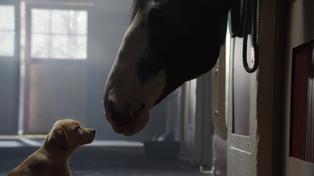 [Super Bowl 2014] Budweiser Super Bowl XLVIII Commercial - Puppy Love