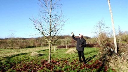 La formation d'un arbre en port semi libre