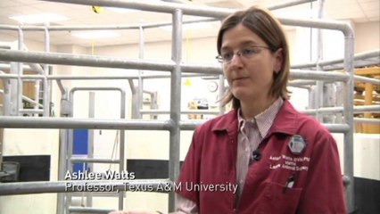 Calf practices walking on new prosthetic legs