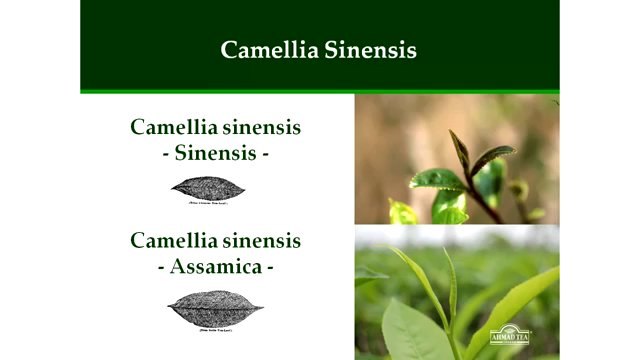 Что такое чай Где он растет и кто его делает