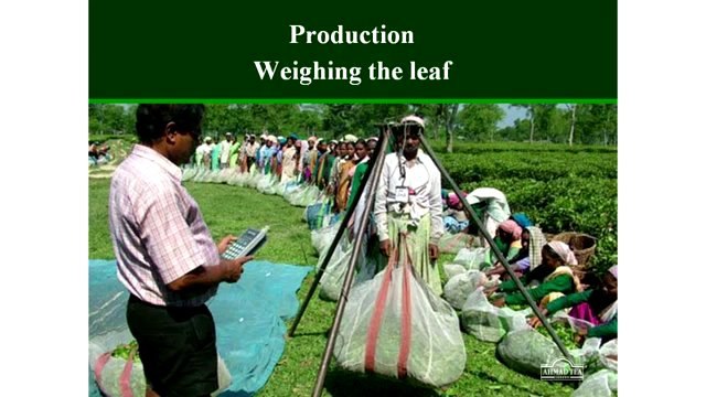 Чем черный чай отличается от зеленого