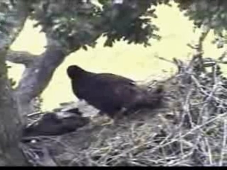 Big Showing Off Falls flat on her face video Dailymotion