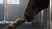 Clydesdale Horse Saves Puppy In Touching Budweiser Super Bowl Commercial 2014
