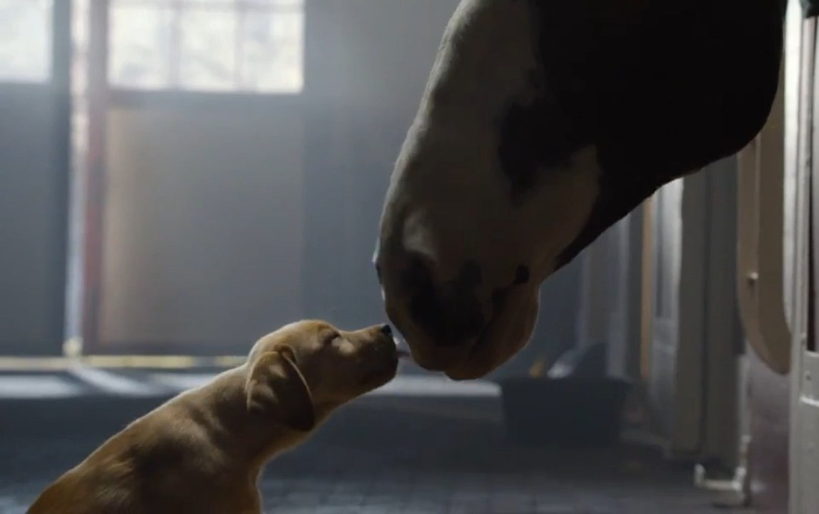Clydesdale Horse Saves Puppy In Touching Budweiser Super Bowl Commercial 2014