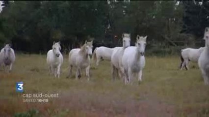 BA Cap Sud Ouest en Camargue