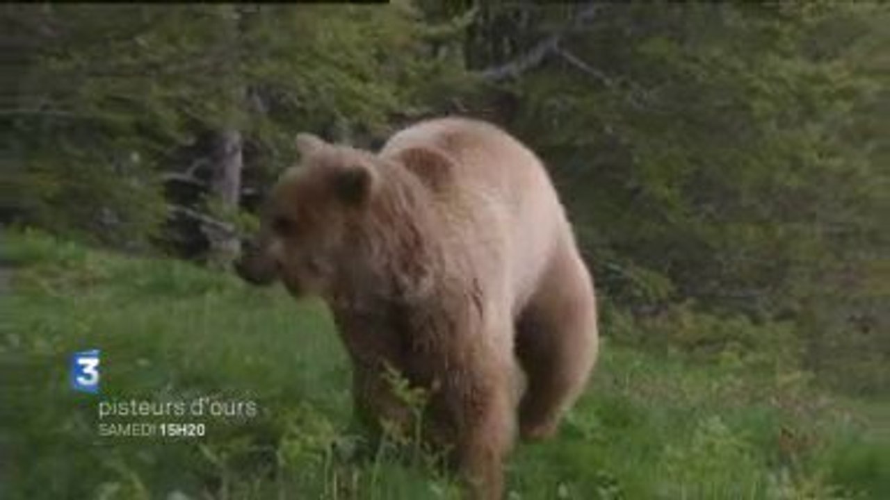 BA Documentaire Pisteurs d'ours