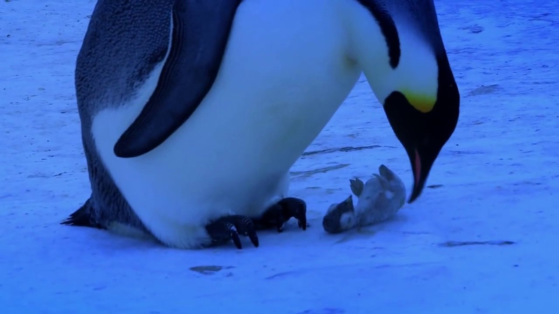 Une Maman Pingouin Essaie De Sauver Son Petit De La Mort Tellement Triste Video Dailymotion