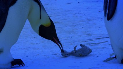 A couple of penguins try to save their baby but it's too late : The Most Emotional Clip Ever