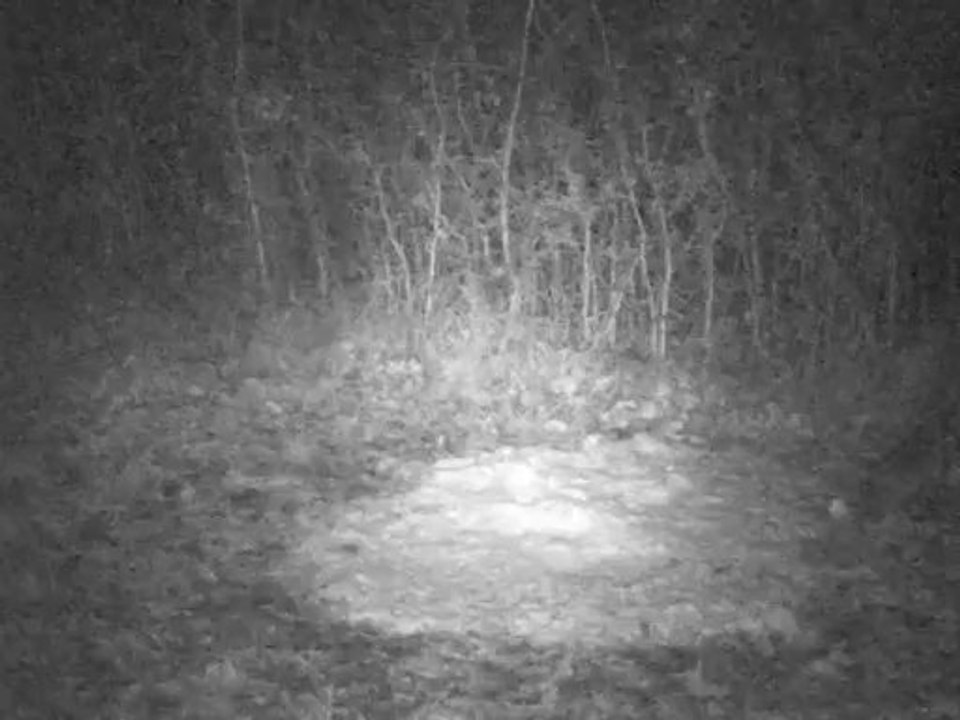 PICT0005 29/01/2014 à 03h27