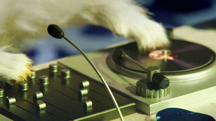 Chatons sous la pluie