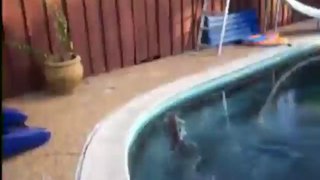 Cats vs Water - Awesome funny video
