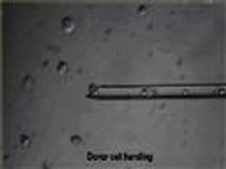 ابتكار طريقة لاستنبات الخلايا الأساسية