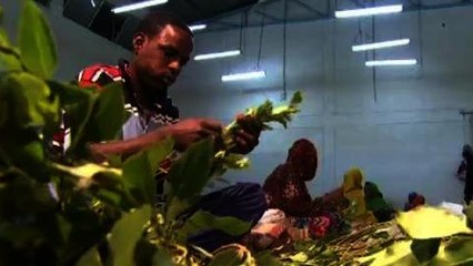 Khat tops coffee for Ethiopia farmers