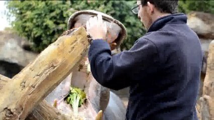 Feeding the hippopotamus (Bioparc Valencia)