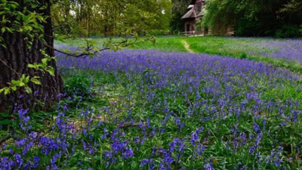 Kew palace and queen charlotte's cottage Surrey