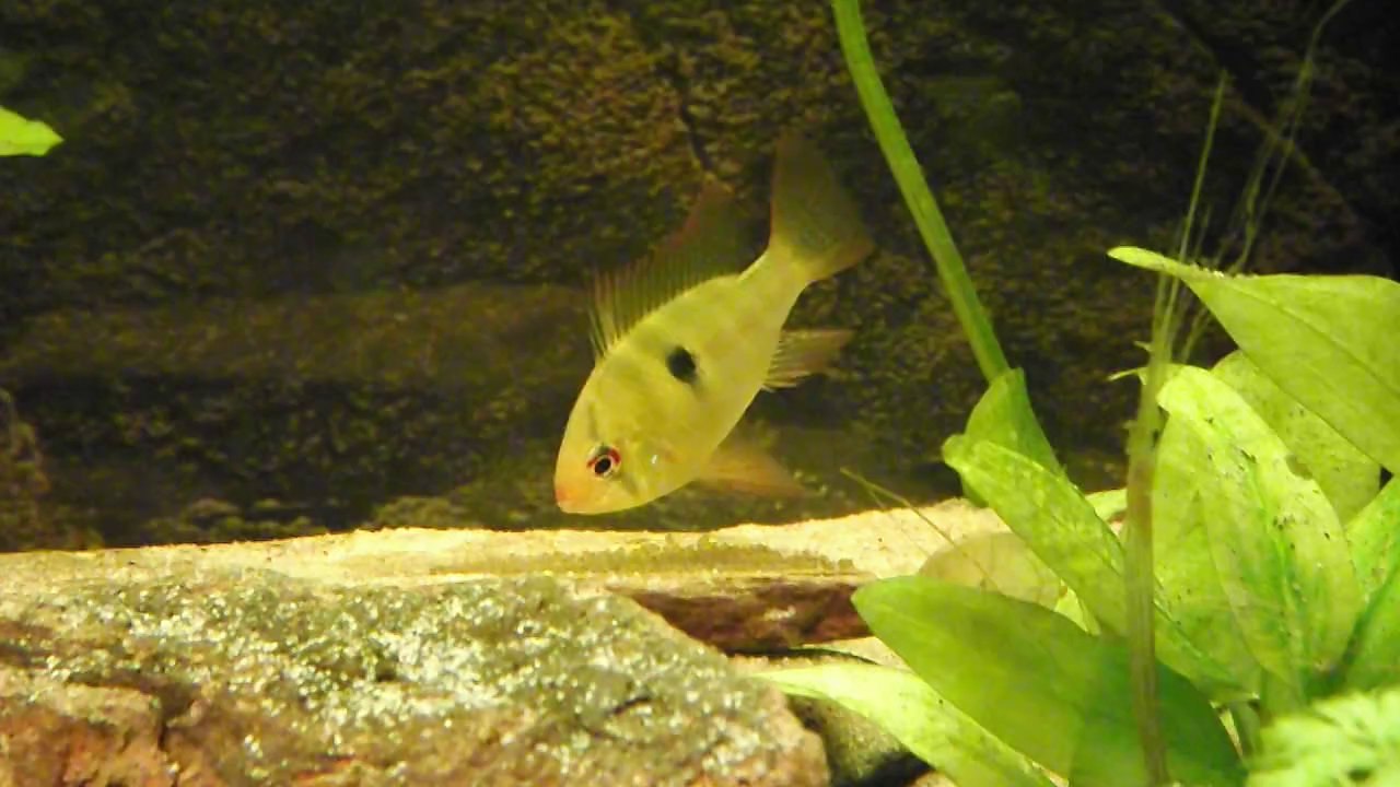 Mikrogeophagus ramirezi sauvages déplacement des oeufs 30 janvier 2014