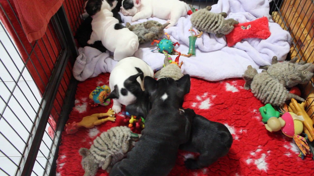 les bébés jouent ils ont 36 jours