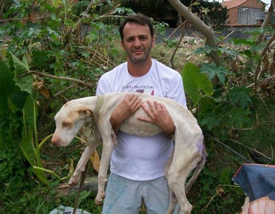 Davi, le pit bull sauvé de la mort