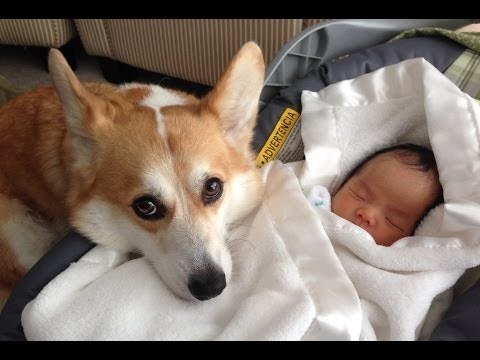Chiens protègent des bébés (Compilation)