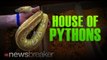 HOUSE OF PYTHONS: Officials Find 400 Snakes and Rodents Living in Man's Residence