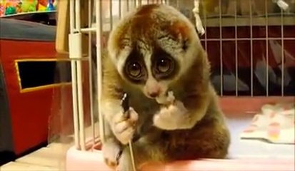 Slow Loris Eating a Rice Ball