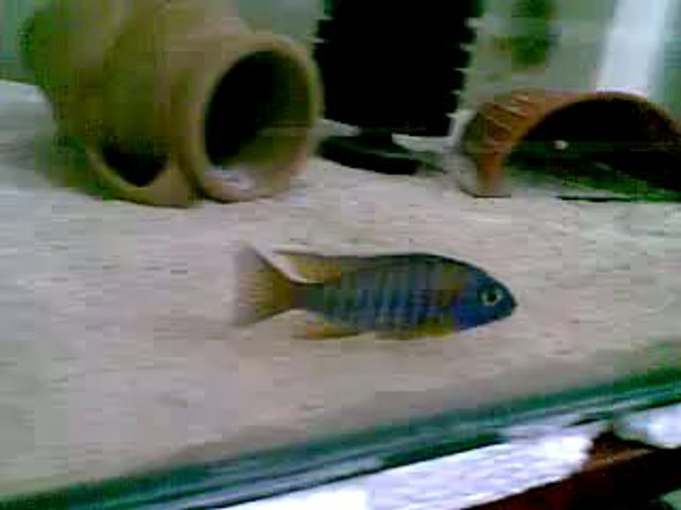 red rubin