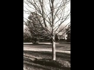 Dreams Lacking Color