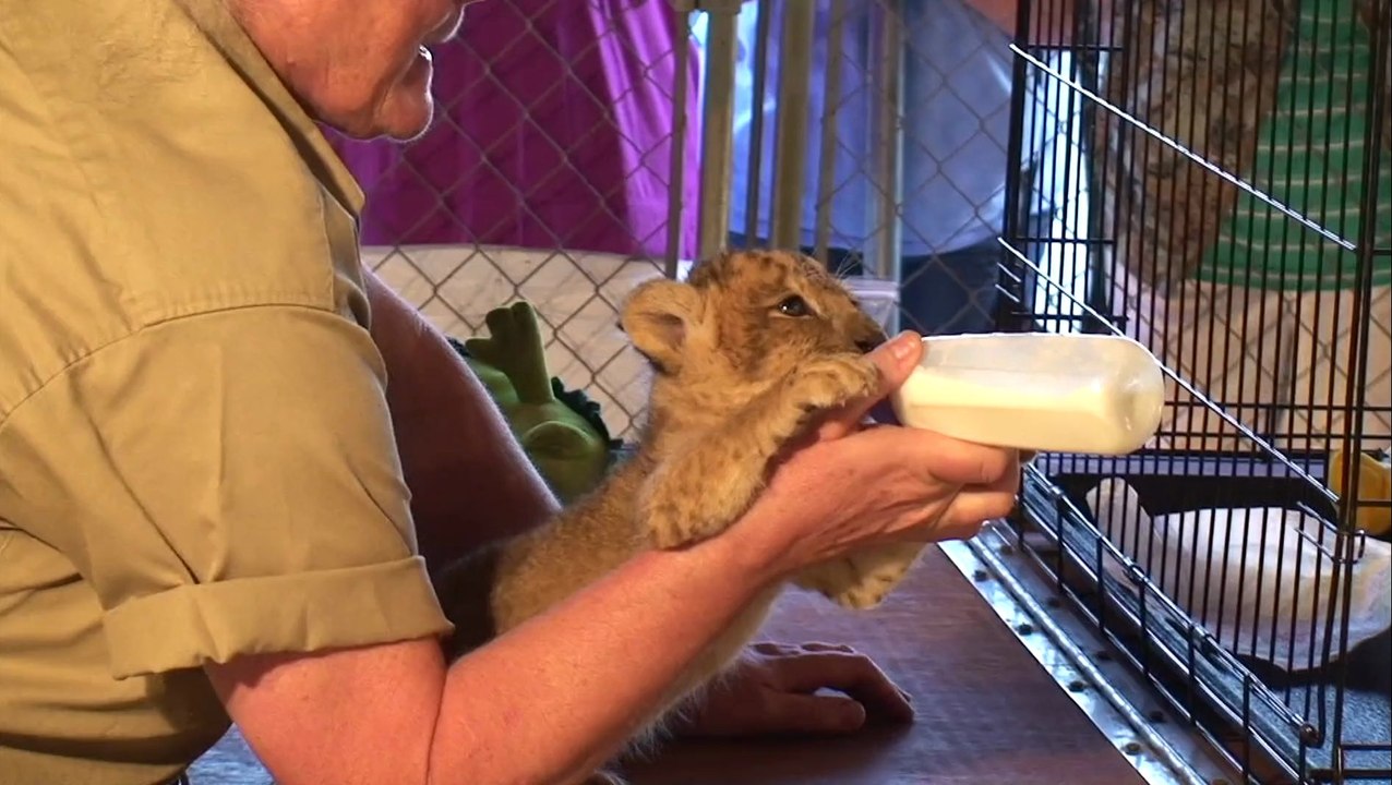How To Hug a Lion