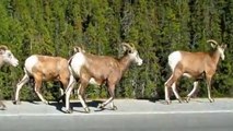 Wildlife in the Canadian Rockies