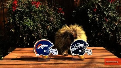 Five Adorable Zoo Animal Picks for Super Bowl XLVIII