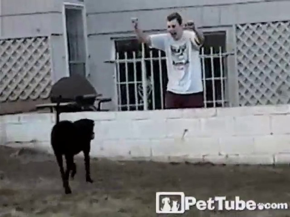Labrador Receiver Wins the Game