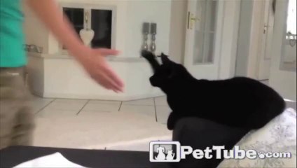 High-Five from a Cool Cat