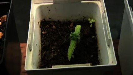 US marijuana crimes rise in agriculture areas