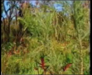 Naats 2 Shabir Ahmad Sarkar-1