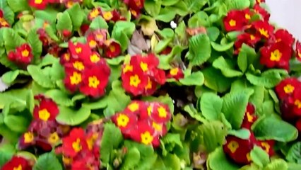 Temelle Üsküdar-Paşalimanı-30012014