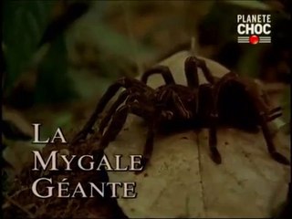 La Mygale Géante part1 - Vidéo Dailymotion