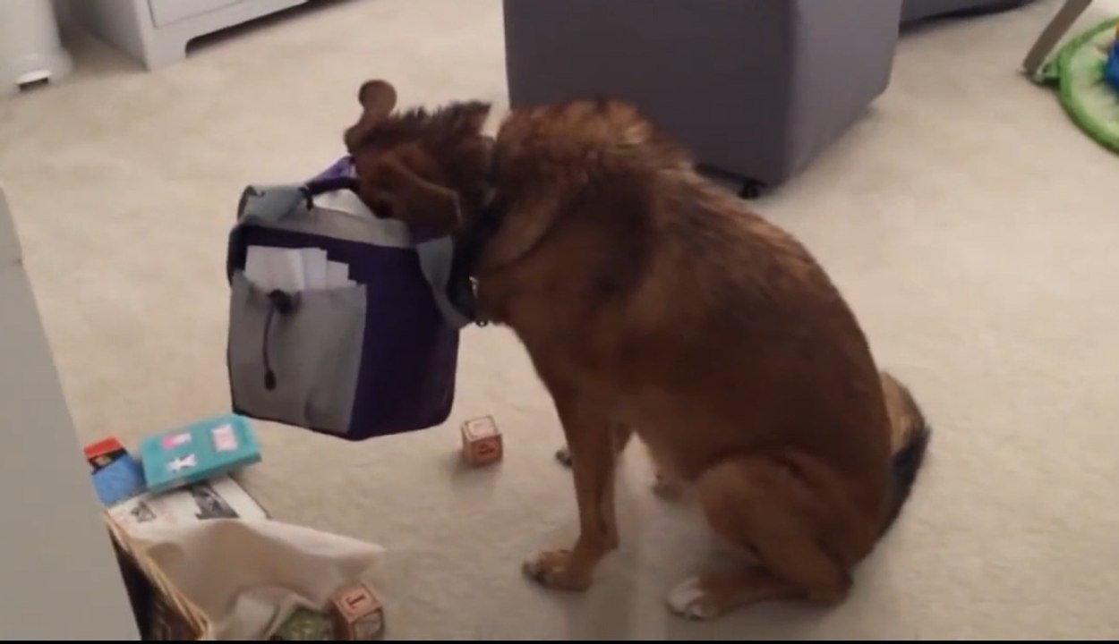 Guilty Dog Is Caught Red-Handed With Cute Baby!