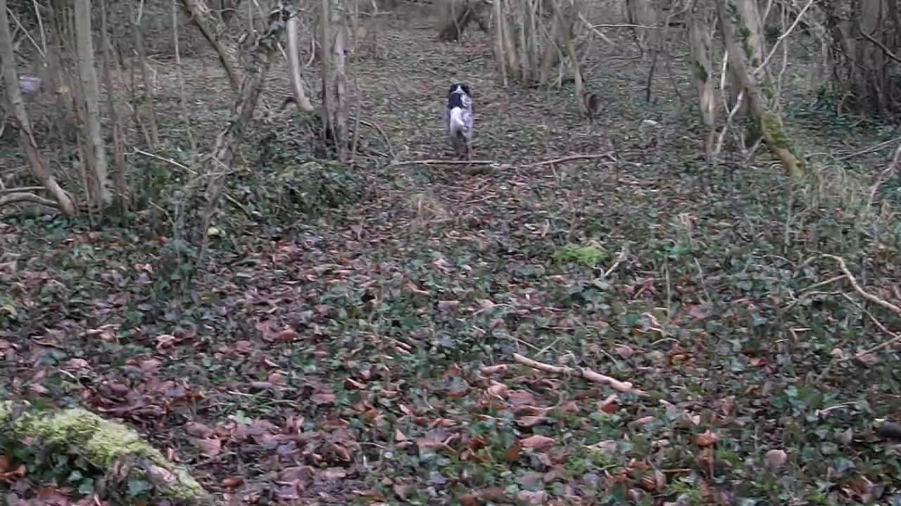 Promenade en forêt