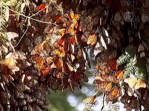 Популяция бабочек-монархов неуклонно сокращается