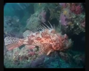 Centrum Nurkowe Tomasz , Yvette i Dawid Dobroczek Sklep Nurkowy PADI w Gdańsku Hiszpania