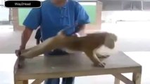 Monkey performs pushup and situps