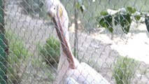 Rosy Pelicans (Pelecanus onocrotalus) in Kolkata zoo